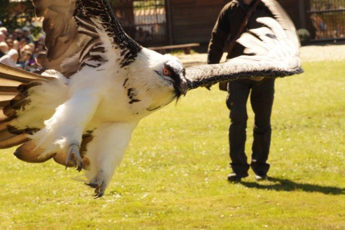 Eagleword_Ørnereservatat_Elling_FlaskePosten_1_740x493