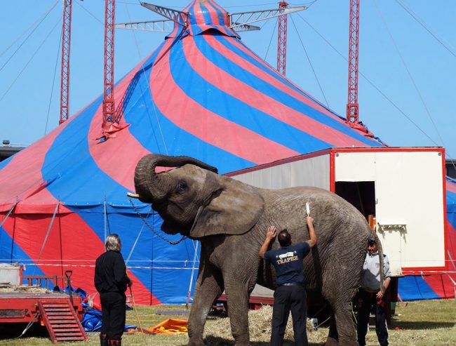 Elefant_Trapez_FlaskePosten_1