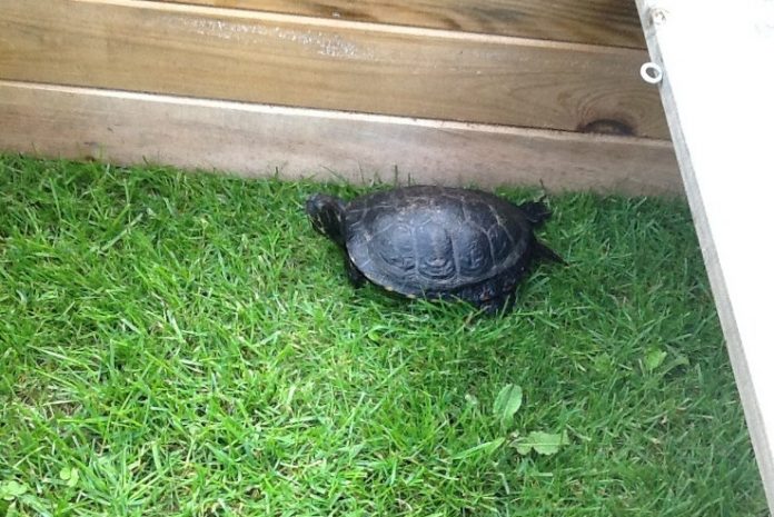 Skildpadde_FlaskePosten_1_738x493