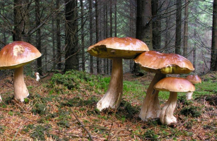 Svampe_FlaskePosten_1