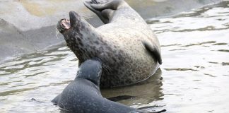 Fokus på Danmarks største rovdyr hos Nordsøen Oceanarium
