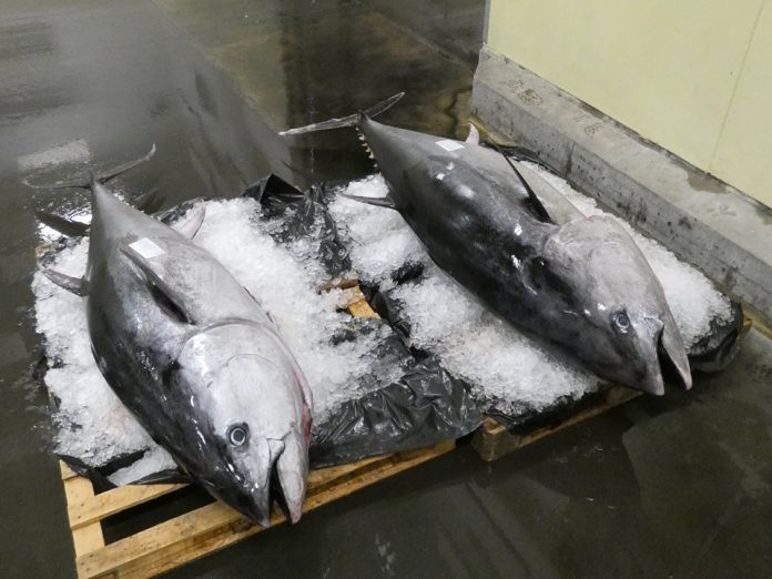 Tun_Fiskeauktion_Nord_FlaskePosten_5