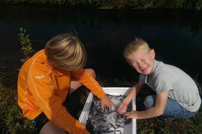 Ål_FlaskePosten_4