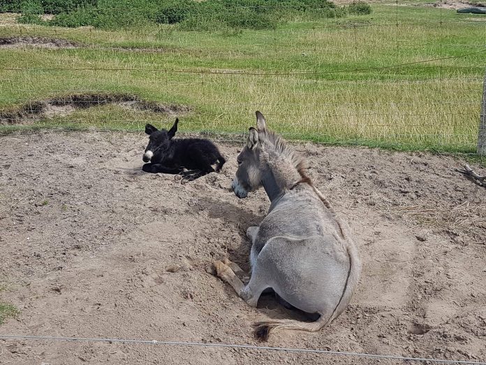 Æsel_Fun_Park_FlaskePosten_1