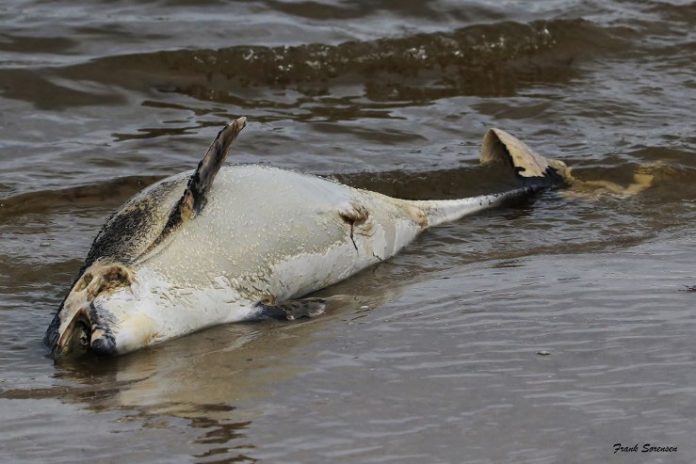 Strandvasker_FlaskePosten_1_739x493