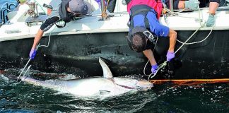 Fem kæmpetun er fanget og tagget i Skagerrak
