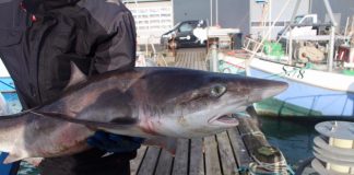 Hajer i havet omkring Hirtshals