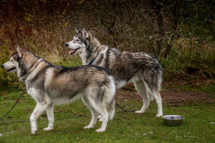 Slædehund_FlaskePosten_5