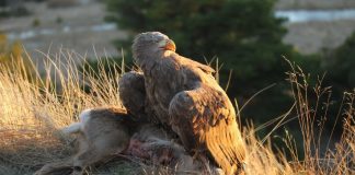 Ørne i børnehøjde