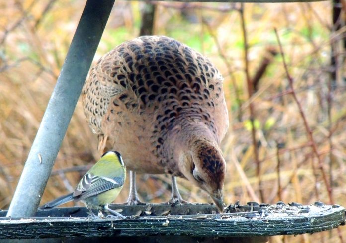 Fugle_Hans_FlaskePosten_3