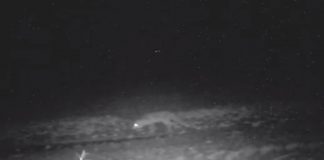 Viser videoklip fra vildtkamera mon ulven ved Allingdamvej?