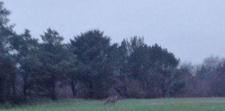 Ulve-debat: Børn skal helst ikke færdes alene i skoven