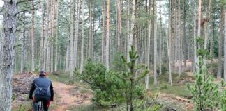 Mange gode MTB-spor på Toppen af Danmark