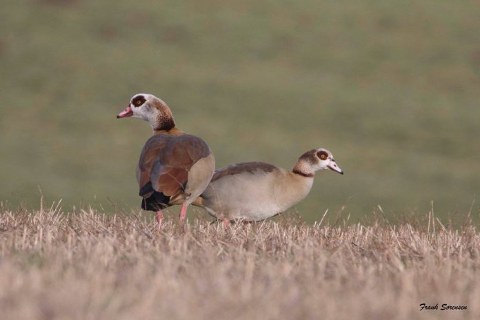Nilgæs_Frank_Abildgaard_Sørensen_FlaskePosten_1