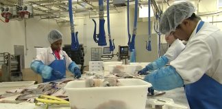 To medarbejdere søges til Venmark Fisk