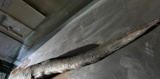 Kæmpeål skal dissekeres på Nordsøen Oceanarium