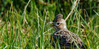 Poul Jansen: Sangfuglereden