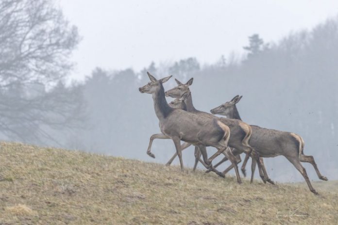 Slotved_FlaskePosten_14_739x493