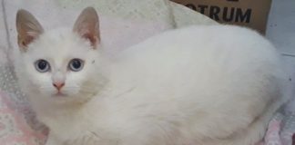 Kattehjemmet Bæklund fremlyser denne kat