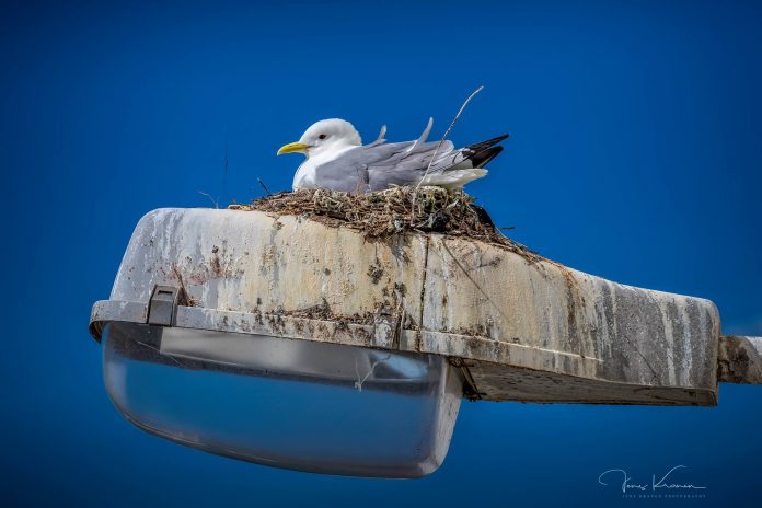 Hirtshals_FlaskePosten_5