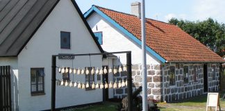 Laila Zielke placerer jubilæumssten ved Hirtshals Museum
