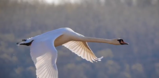 APROPOS NATURMØDET 2018: Fascinerende fotos på Fyrklit