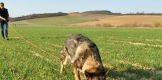 Liselotte og Thilde nummer 4 ved VM i Slovakiet