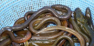 Forskningsprojekt skaber livscyklus for ål i kultur