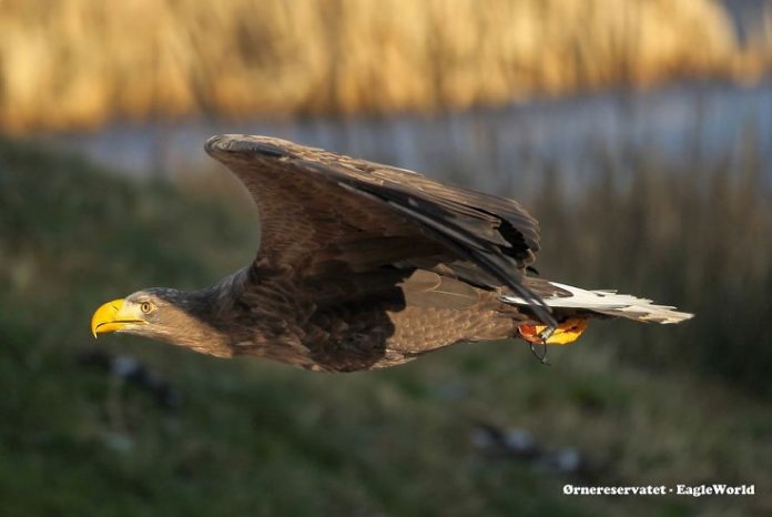 Ørnereservatet_FlaskePosten_1_737x493