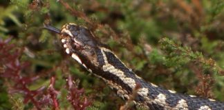 Hugormesæson giver anledning til at passe godt på især hundene