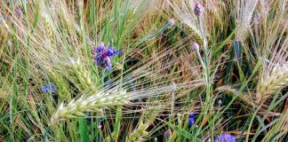 Poul Jansen: Blomsten i brystet