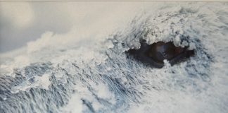 Galleriet på Kanten lægger op til Naturmødet 2018