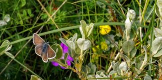 APROPOS NATURMØDET 2018: Giv plads til sommerfuglen i din have – Det er ren win-win…