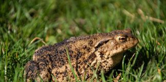 APROPOS NATURMØDET 2018: Overalt er der nogen, der har tudsetravlt….Og APP’en er klar…