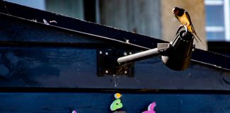 Torben Elling har støvet af i galleriet Fyrklit Foto