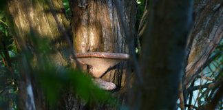 Netavisen finder i juni måned det bedste foto med temaet sommer