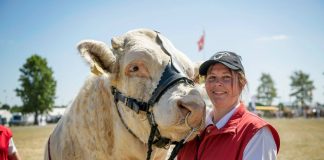 Bedste tyr ved Landsskuet var fra Pallas Charolais ved Bindslev