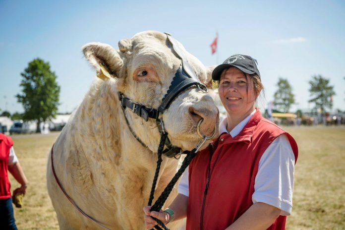 Charolais_Bindslev_FlaskePosten_1