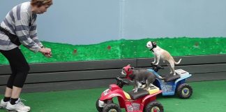 Chihuahuaer kører rally i Vittrup