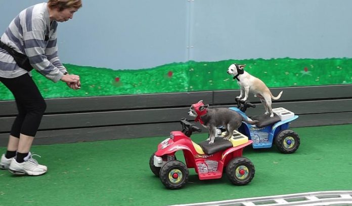 Chihuahuaer_Vittup_Tor_Løkken_FlaskePosten_1