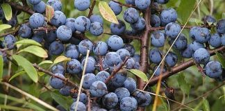 Bjesktur i Tornby Klitplantage