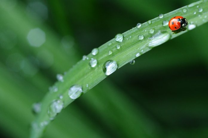Regn_Mariehøne_Pixabay_FlaskePosten_1