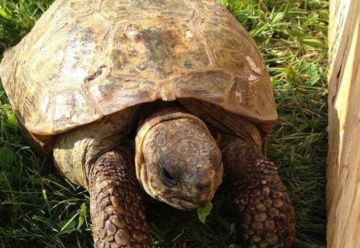 Skildpadde_Privatfoto_FlaskePosten_1