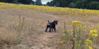 Hund død af rottegift i Hjørring