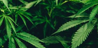 Cannabispåvirket bilist i Hjørring