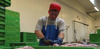 Fiskeindustriarbejdere søges af AktivPersonale