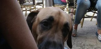 Menukort til de firbenede på Løkken Badehotel