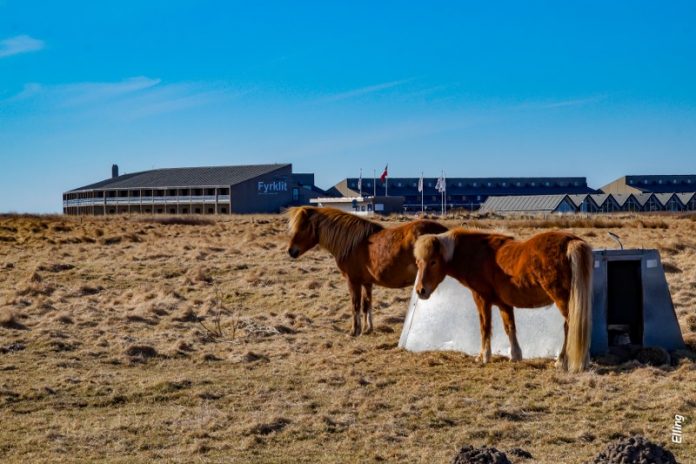 020418 Heste ved Fyrklit (1)_800x533