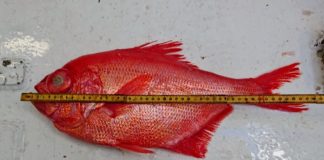 Sjælden dybhavsfisk fanget i Skagerrak