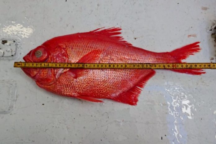 fisk1_flaskeposten_740x493